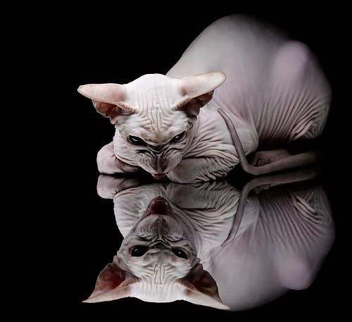 “中国足球青训学院正式揭牌，培养未来之星”，中国足球青训学校